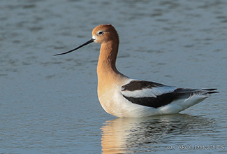 AMERICAN AVOCET (Recurvirostra americana)