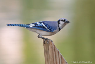 BLUE JAY (Cyanocitta cristata)