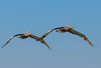 BROWN PELICAN (Pelecanus occidentalis)