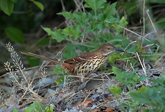 BROWN THRASHER (Toxostoma rufum)