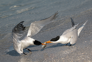 CASPIAN TERN (Hydroprogne caspia)