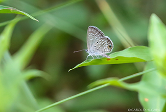 CASSIUS BLUE (Leptotes cassius)