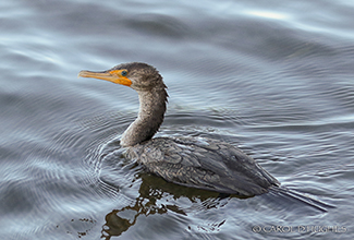 DOUBLE CRESTED CORMORANT (Phalacrocorax auritus)