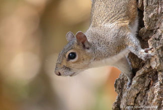 EASTERN GREY SQUIRREL (Sciurus carolinensis)