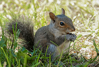 EASTERN GREY SQUIRREL (Sciurus carolinensis)