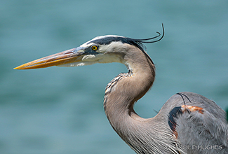 GREAT BLUE HERON (Ardea herodias)