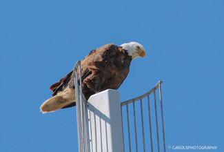 AMERICAN BALD EAGLE (Haliaeetus leucocephalus)