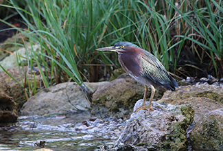 GREEN HERON (Buterides virescens) 