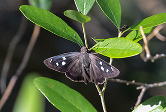 HAMMOCK SKIPPER (Polygonus leo)