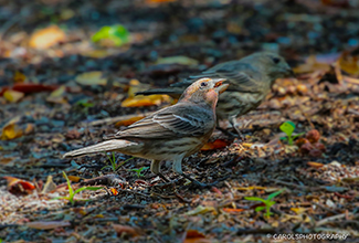 HOUSE FINCH (Haemorhous mexicanus)