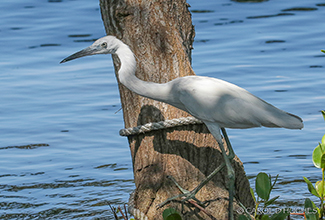 LITTLE BLUE HERON - JUVENILE (Egretta caerulea)