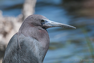 LITTLE BLUE HERON (Egretta caerulea)