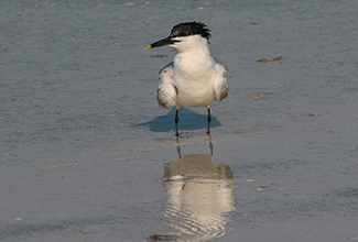 LITTLE TERN (Sternula albifrons)