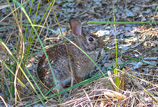 MARSH RABBIT (Sylvilagus palustris)