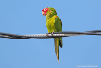 MITRED PARAKEET (Psittacara mitrata)