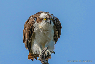 OSPREY (Pandion haliaetus)