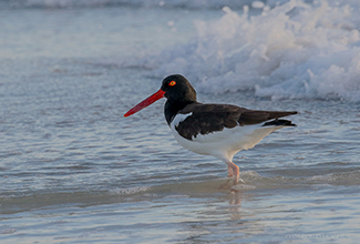 AMERICAN OYSTER CATCHER (Haematopus palliatus)