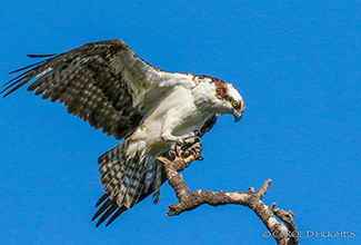 OSPREY (Pandion haliaetus)