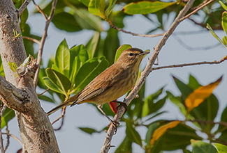 PALM WARBLER (Setophaga palmarum)