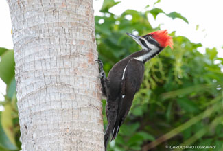 PILEATED WOODPECKER (Dryocopus pileatus)