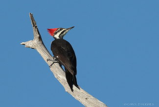 PILEATED WOODPECKER (Dryocopus pileatus)