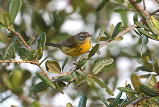 PRAIRIE WARBLER (Setophaga discolor )