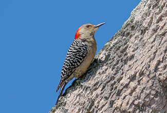 RED BELLIED WOODPECKER (Melanerpes carolinus)