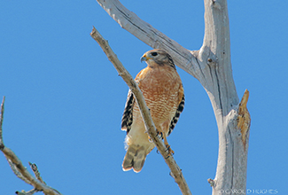 RED SHOULDRERED HAWK (Buteo lineatus)