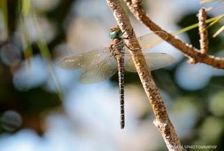 REGAL DARNER (Coryphaeschna ingens)