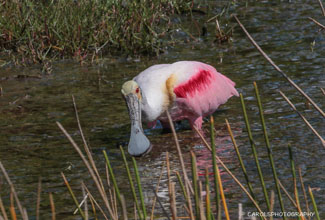 ROSEATE SPOONBILL (Platalea ajaja)