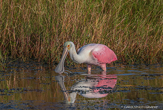 ROSEATE SPOONBILL (Platalea ajaja)