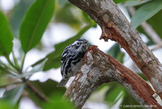 BLACK AND WHITE WARBLER