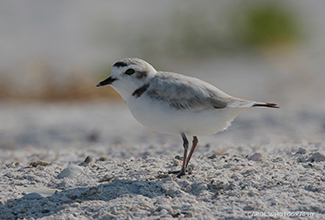 SNOWY PLOVER (Charadrius nivosus) 