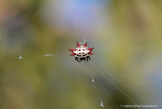 SPINYBACKED ORBWEAVER - (Gasteracantha cancriformis) (Linnaeus)