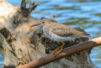 SPOTTED SANDPIPER (Actitis macularius)