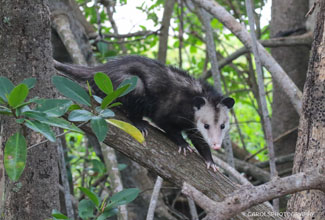 VIRGINIA OPOSSOM (Didelphis virginiana) 