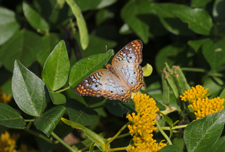 WHITE PEACOCK (Anartia jatrophae)