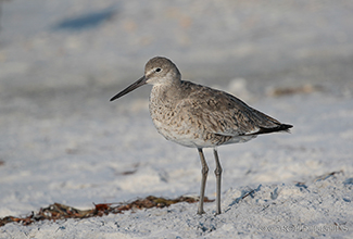 WILLET (Tringa semipalmata)