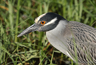 YELLOW CROWNED NIGHT HERON (Nyctanassa violacea)