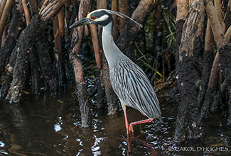 YELLOW CROWNED NIGHT HERON (Nyctanassa violacea)