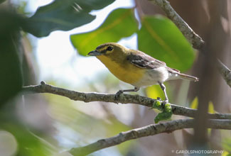 YELLOW THOATED VIREO YELLOW THROATED VIREO (Vireo flavifrons)