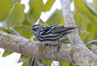 BLACK AND WHITE WARBLER  (Mniotilta varia)