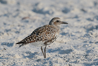 BLACK BELLIED PLOVER (Pluvialis squatarola)