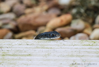 BLACK RACER (Coluber constrictor)