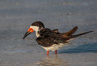 BLACK SKIMMER (Rynchops niger)