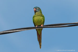 BLUE CROWNED PARAKEET (Thectocercus acuticaudatus)