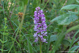 COMMON SPOTTED ORCHID (Dactylorhiza fuchsii)