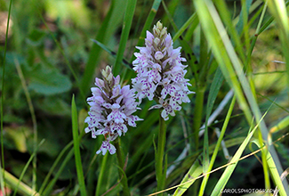 HEATH SPOTTED ORCHID (Dactylorhiza maculata)