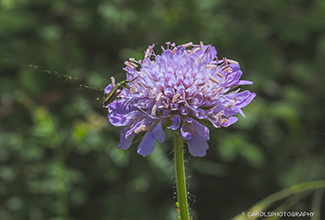 SCABIOUS WITH THICK LEGGED FLOWER BEETLE