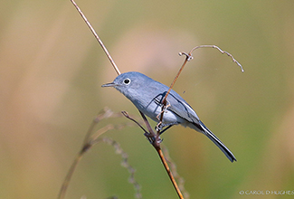 BLUE-GRAY GNAT CATCHER (Polioptila caerulea)